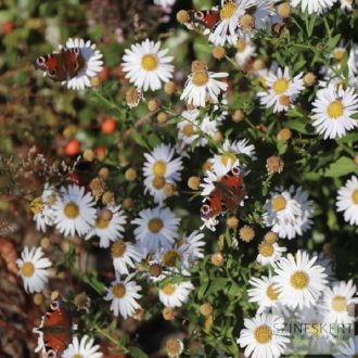 Kalimeris incisa 'Alba' - kalimerisz