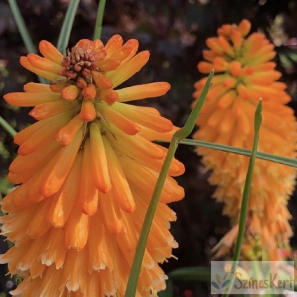 Kniphofia 'Orange Blaze' - fáklyalilom