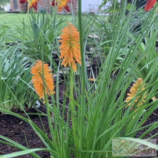 Kniphofia 'Orange Blaze' - fáklyalilom