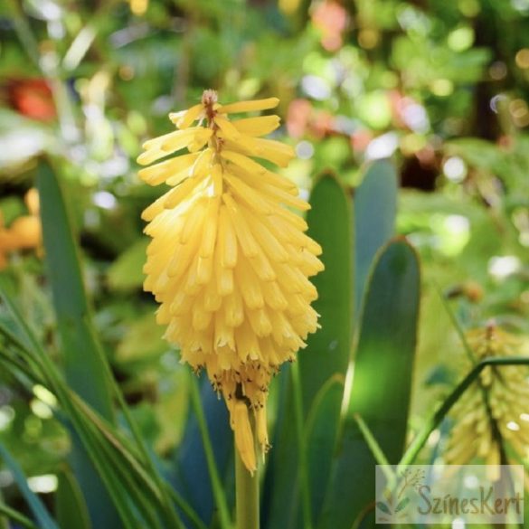 Kniphofia 'Solar Flare' - fáklyalilom