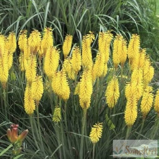 Kniphofia 'Solar Flare' - fáklyalilom