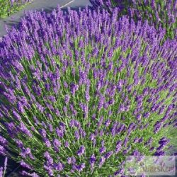   Lavandula angustifolia 'Hidcote' - keskenylevelű levendula