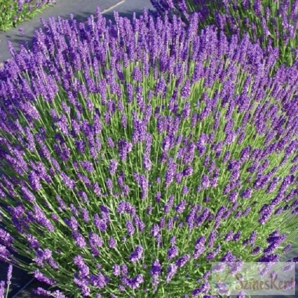 Lavandula angustifolia 'Hidcote' - keskenylevelű levendula