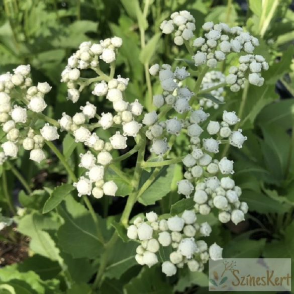 Parthenium integrifolium - hamisüröm