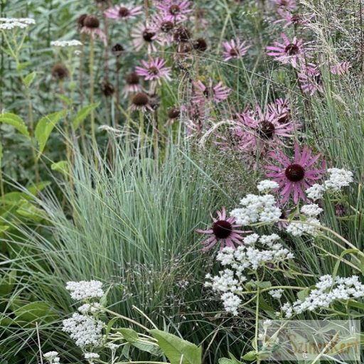Parthenium integrifolium - hamisüröm