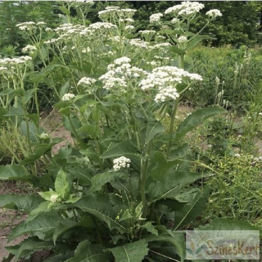 Parthenium integrifolium - hamisüröm