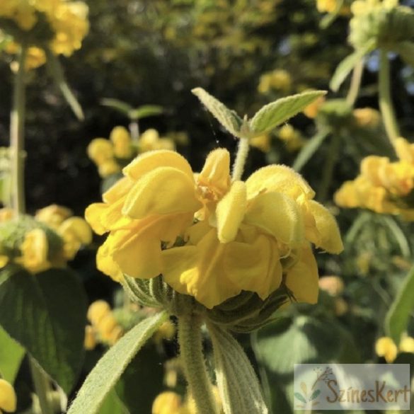 Phlomis russeliana - kis-ázsiai macskahere