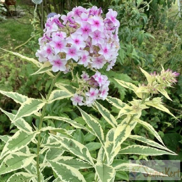 Phlox paniculata 'Nora Leigh' - bugás lángvirág