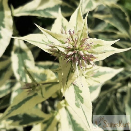 Phlox paniculata 'Nora Leigh' - bugás lángvirág