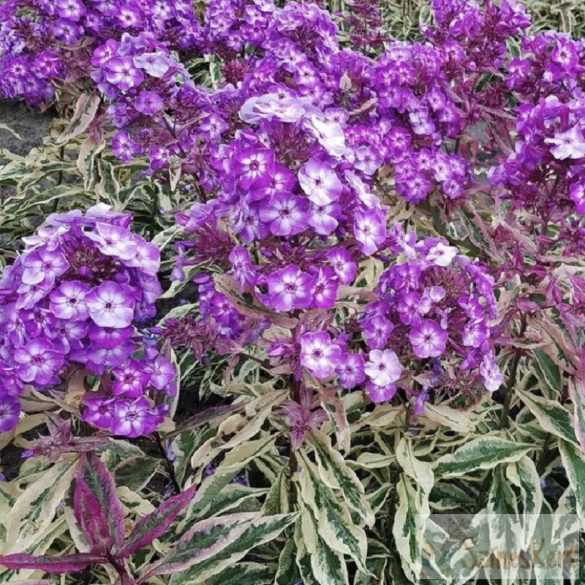 Phlox paniculata 'Olympia' - bugás lángvirág