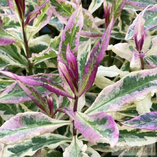 Phlox paniculata 'Olympia' - bugás lángvirág