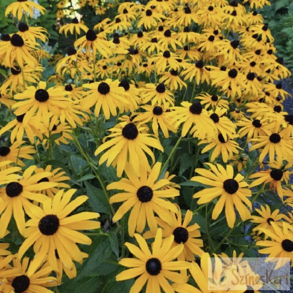 Rudbeckia fulgida 'Goldsturm' - pompás kúpvirág