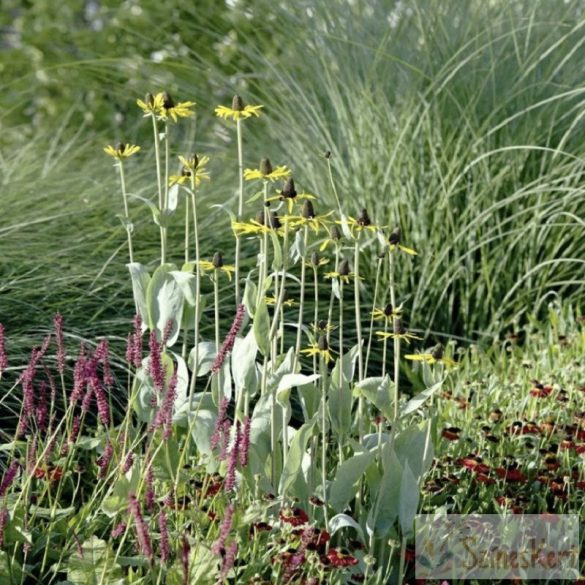 Rudbeckia maxima - óriás kúpvirág