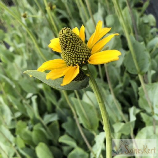 Rudbeckia maxima - óriás kúpvirág