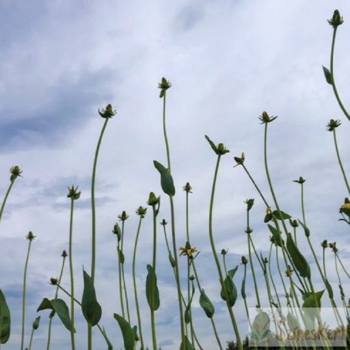 Rudbeckia maxima - óriás kúpvirág