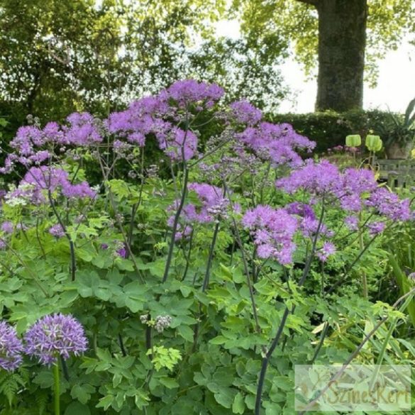 Thalictrum 'Black Stockings' - borkóró