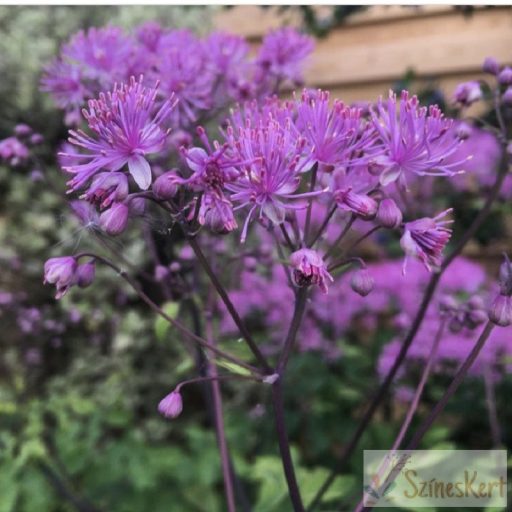 Thalictrum 'Black Stockings' - borkóró