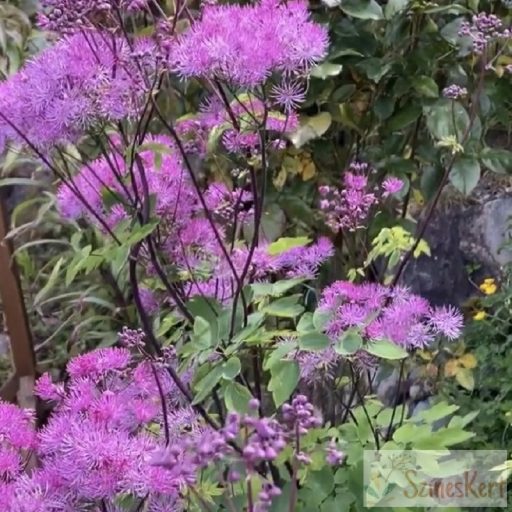 Thalictrum 'Black Stockings' - borkóró