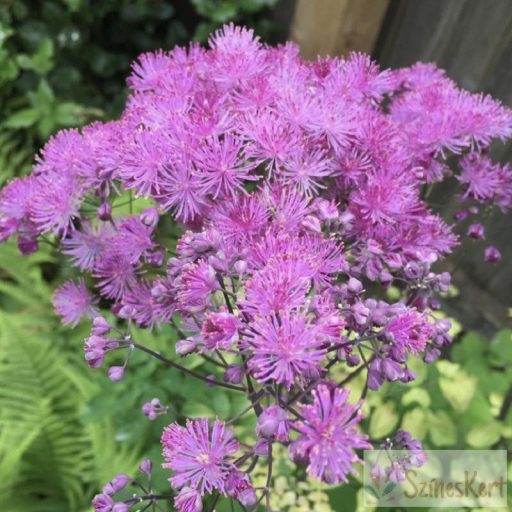 Thalictrum 'Black Stockings' - borkóró