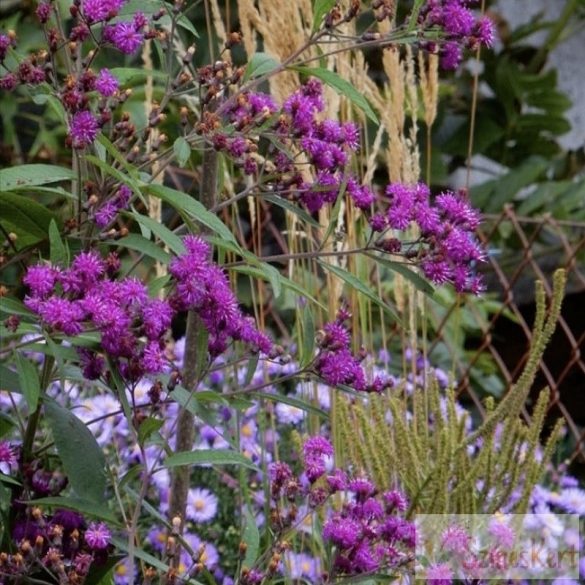 Vernonia crinita 'Mammuth' - vernónia