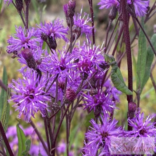 Vernonia crinita 'Mammuth' - vernónia