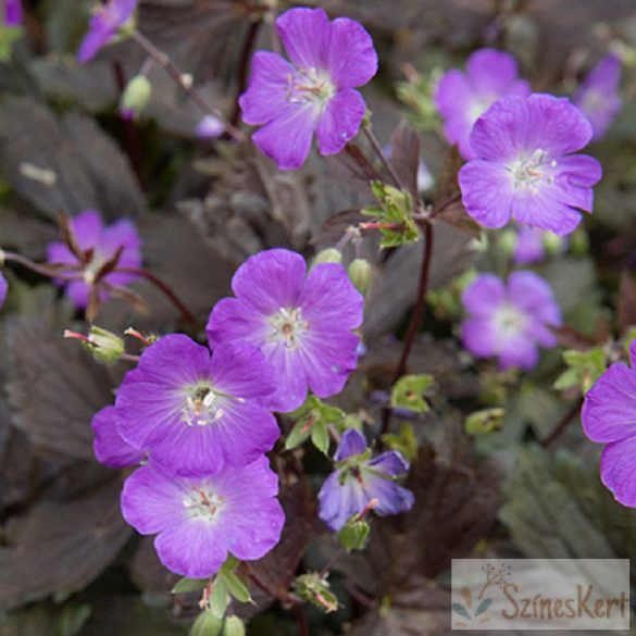 Geranium 'Stormy Night' - gólyaorr