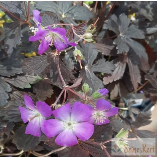 Geranium 'Stormy Night' - gólyaorr