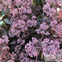   Sedum telephium 'Seduction Cherry Chocolate' - kárpáti varjúháj