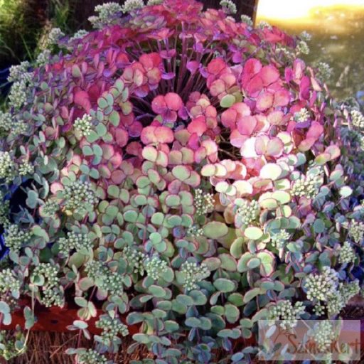 Sedum sieboldii- októberi varjúháj