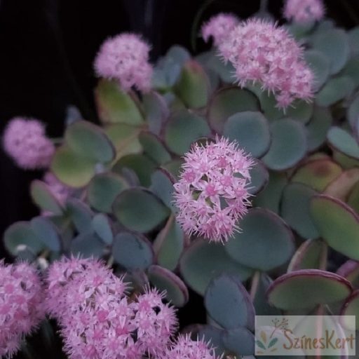 Sedum sieboldii- októberi varjúháj
