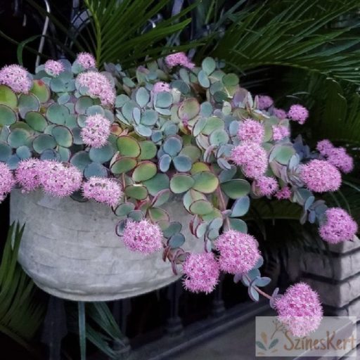Sedum sieboldii- októberi varjúháj