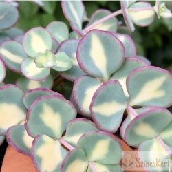   Sedum sieboldii 'Mediovariegatum' - októberi varjúháj