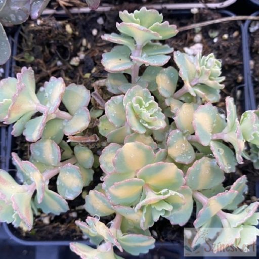 Sedum sieboldii 'Mediovariegatum' - októberi varjúháj