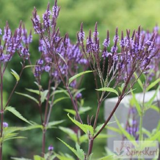 Verbena hastata  - dúsvirágú vasfű