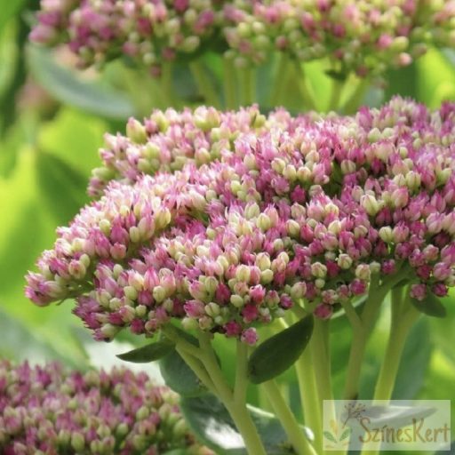 Sedum 'Autumn Fire' - varjúháj