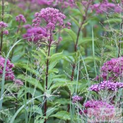 Eupatorium maculatum 'Atropurpureum' - sédkender