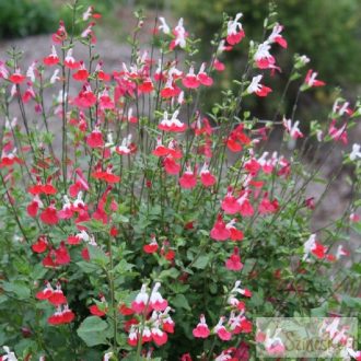 Salvia greggii ‘Hot Lips’ - őszi zsálya