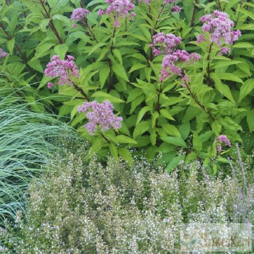 Eupatorium maculatum 'Atropurpureum' - sédkender