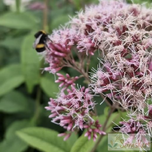 Eupatorium maculatum 'Atropurpureum' - sédkender