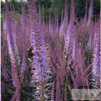   Veronicastrum virginicum 'Adoration' - virginiai veronika