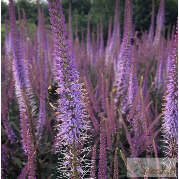 Veronicastrum virginicum 'Adoration' - virginiai veronika