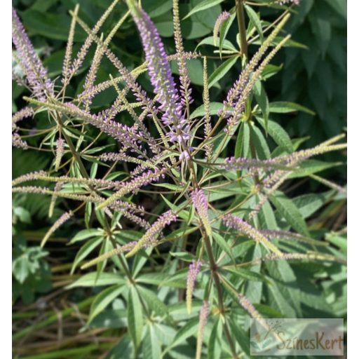 Veronicastrum virginicum 'Adoration' - virginiai veronika