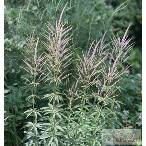 Veronicastrum virginicum 'Adoration' - virginiai veronika