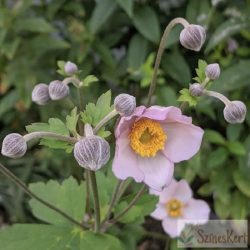   Anemone tomentosa 'Robustissima' - szőlőlevelű szellőrózsa