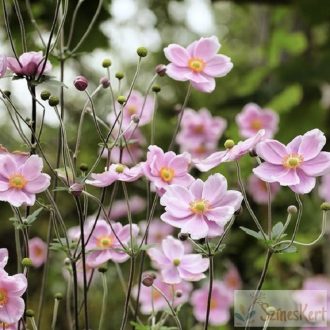   Anemone tomentosa 'Robustissima' - szőlőlevelű szellőrózsa