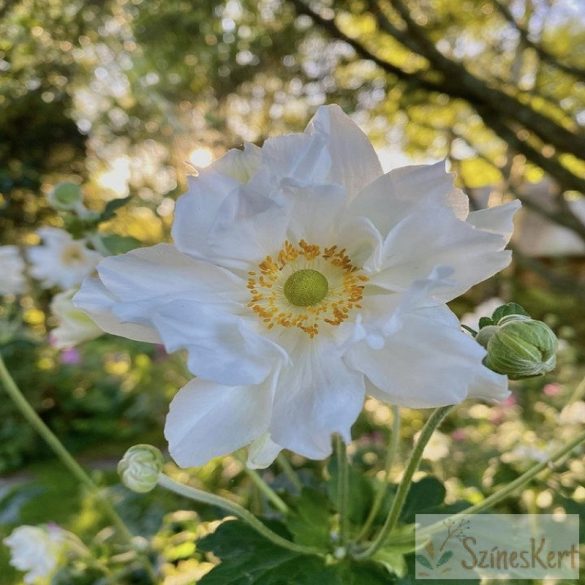 Anemone x hybrida 'Whirlwind' - japán szellőrózsa