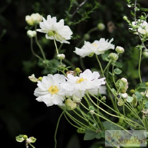 Anemone x hybrida 'Whirlwind' - japán szellőrózsa