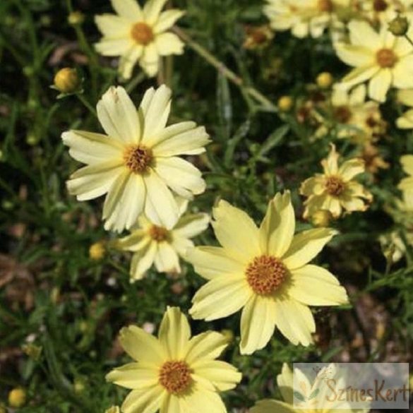 Coreopsis 'Créme Brulee' - menyecskeszem