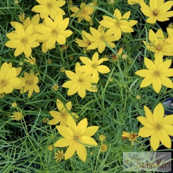 Coreopsis verticillata 'Zagreb' - menyecskeszem