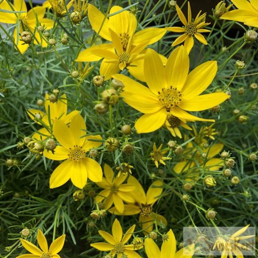 Coreopsis verticillata 'Zagreb' - menyecskeszem